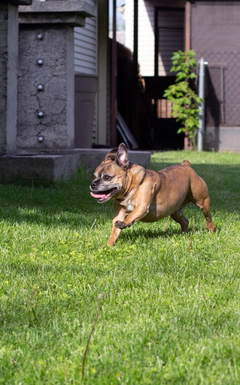 Happy dog running in the yard