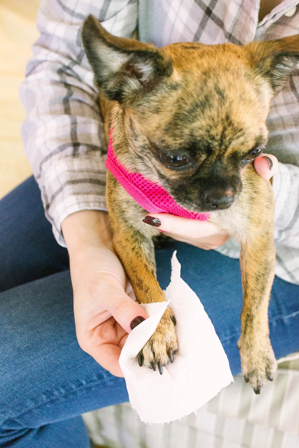 Chihuahua getting paw wiped with toilet paper.