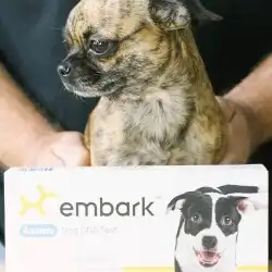 Embark Dog DNA Kit