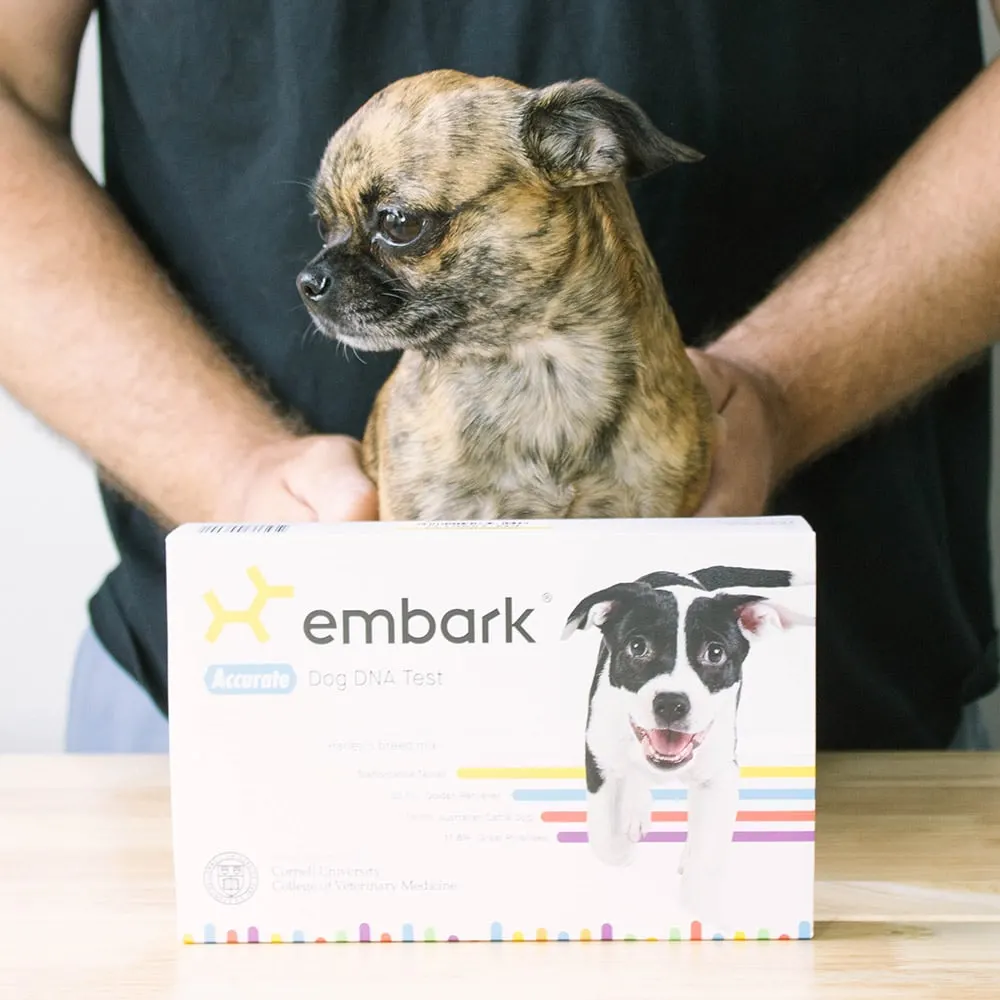 Little chihuahua mix sitting behind an Embark dog DNA kit.