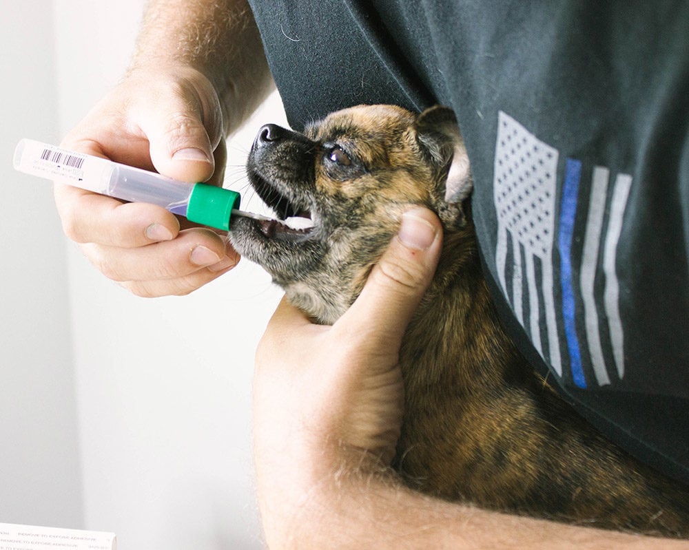 Little dog getting cheeks swabbed for DNA test
