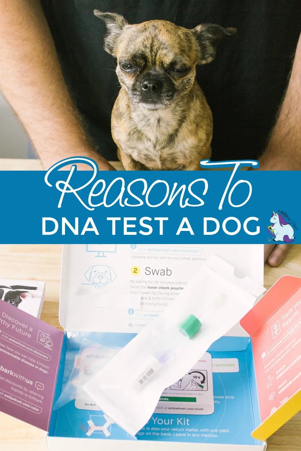 Little dog next to an Embark dog DNA test.