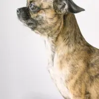 Chihuahua pug mix dog