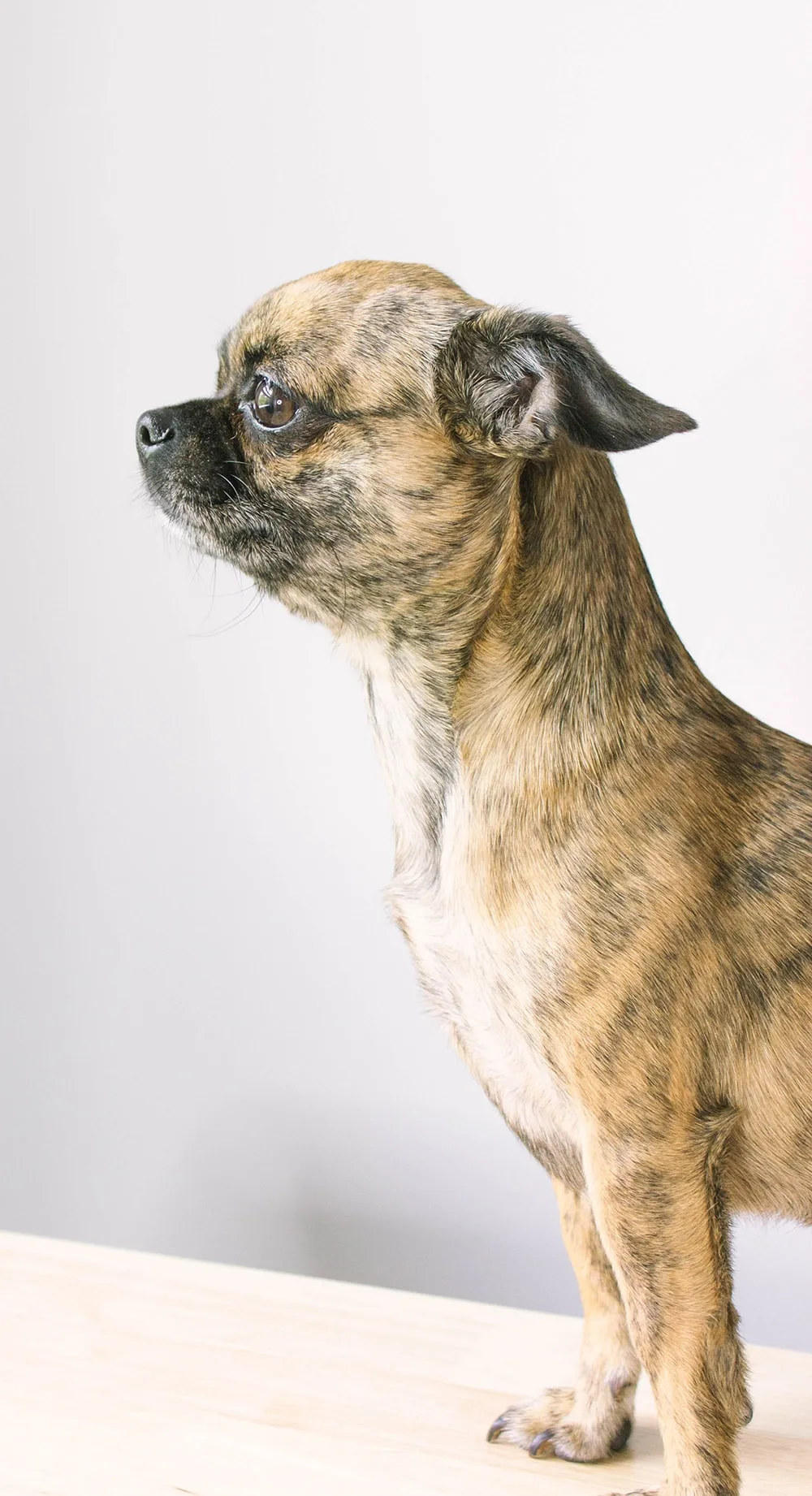 Chihuahua pug mix dog profile image. 