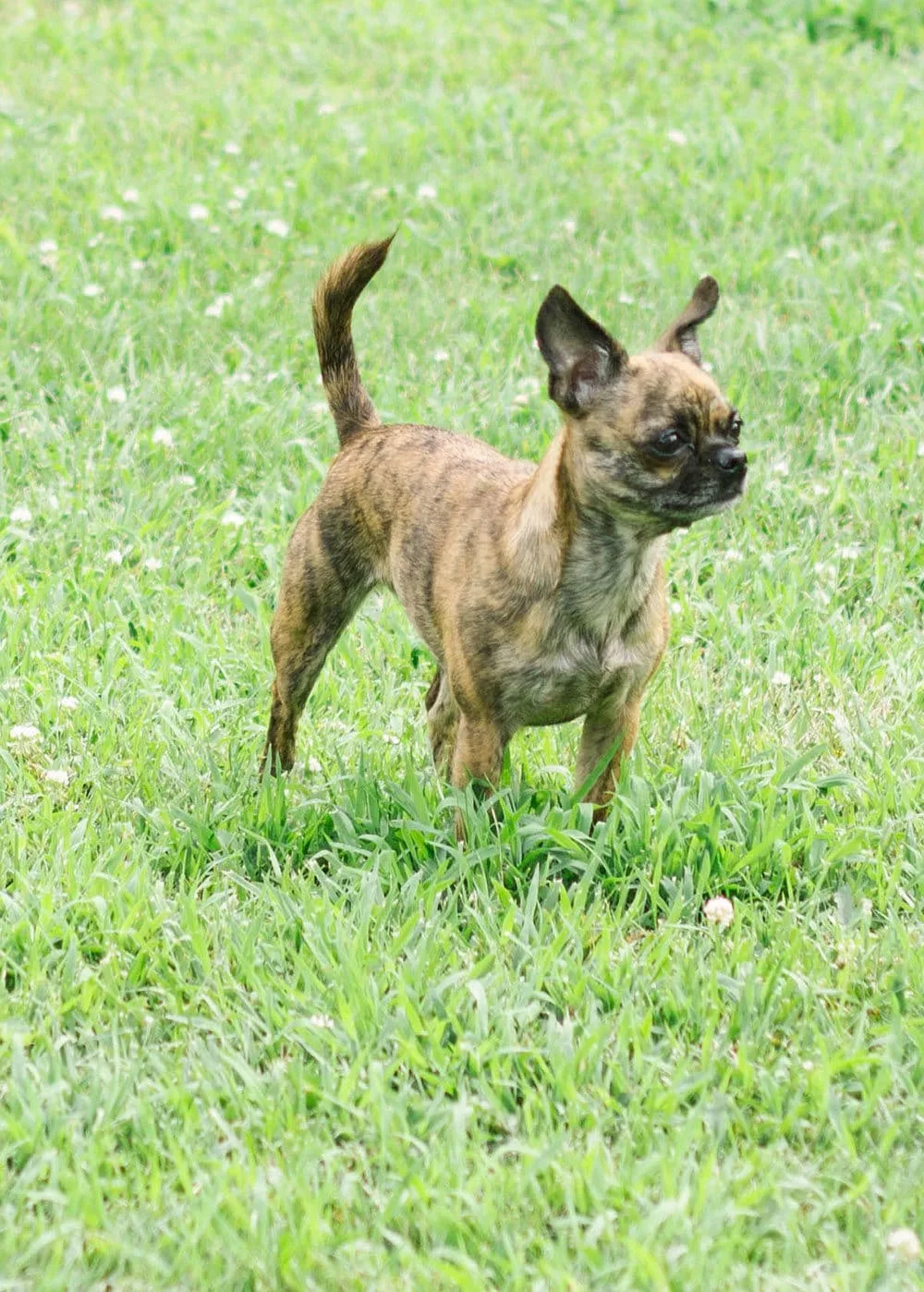 Bits is a Boston Terrier Shih Tzu mix?! Little dog standing in the grass. 