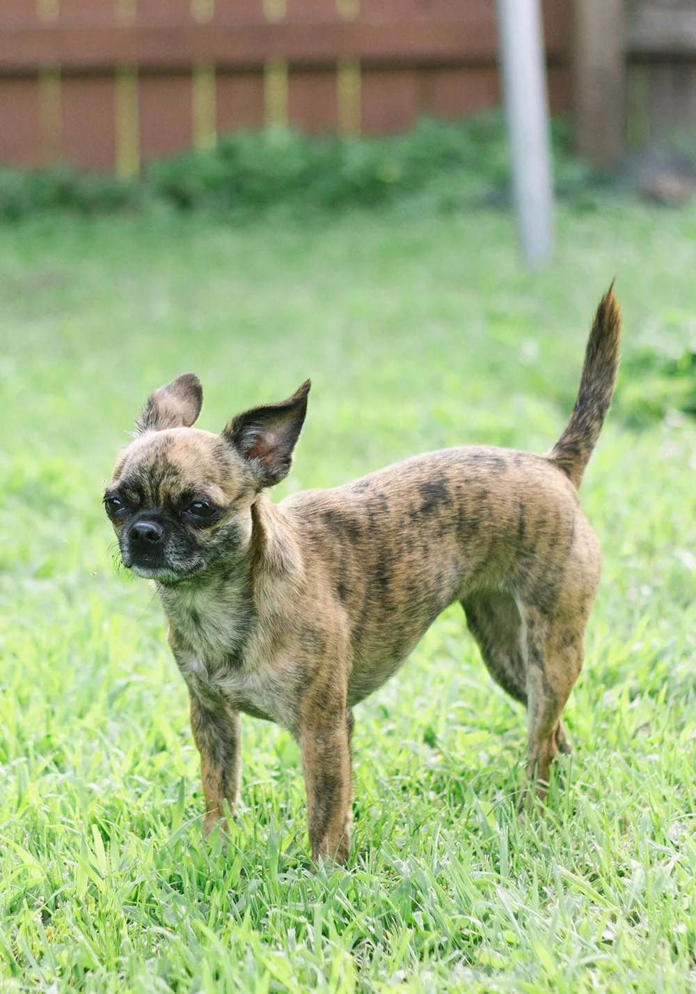 Tiny Boston Terrier shih tzu pug mix in grass. 