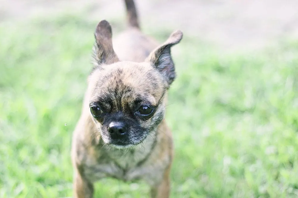 Little Bits Boston Terrier Shih Tzu mix standing in grass. 