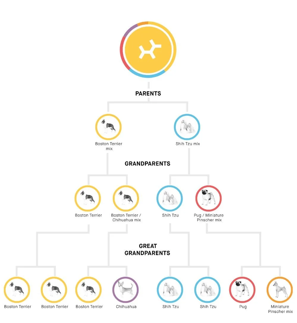 Little Bits family tree of Boston Terrier, Shih Tzu, Pug, and more. 