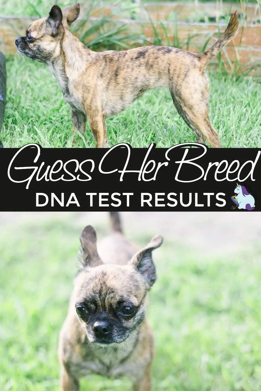 What breed is this dog? We find out with this dog DNA test.