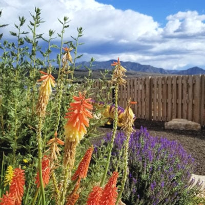Mountain range with flowers