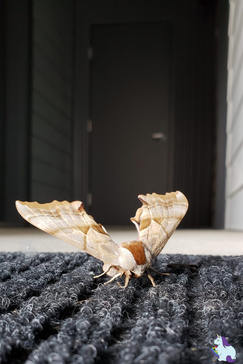 Moth in Montana