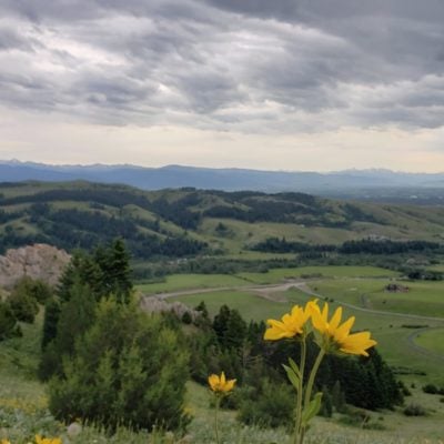 Yellow flowers with mountains and clouds in background