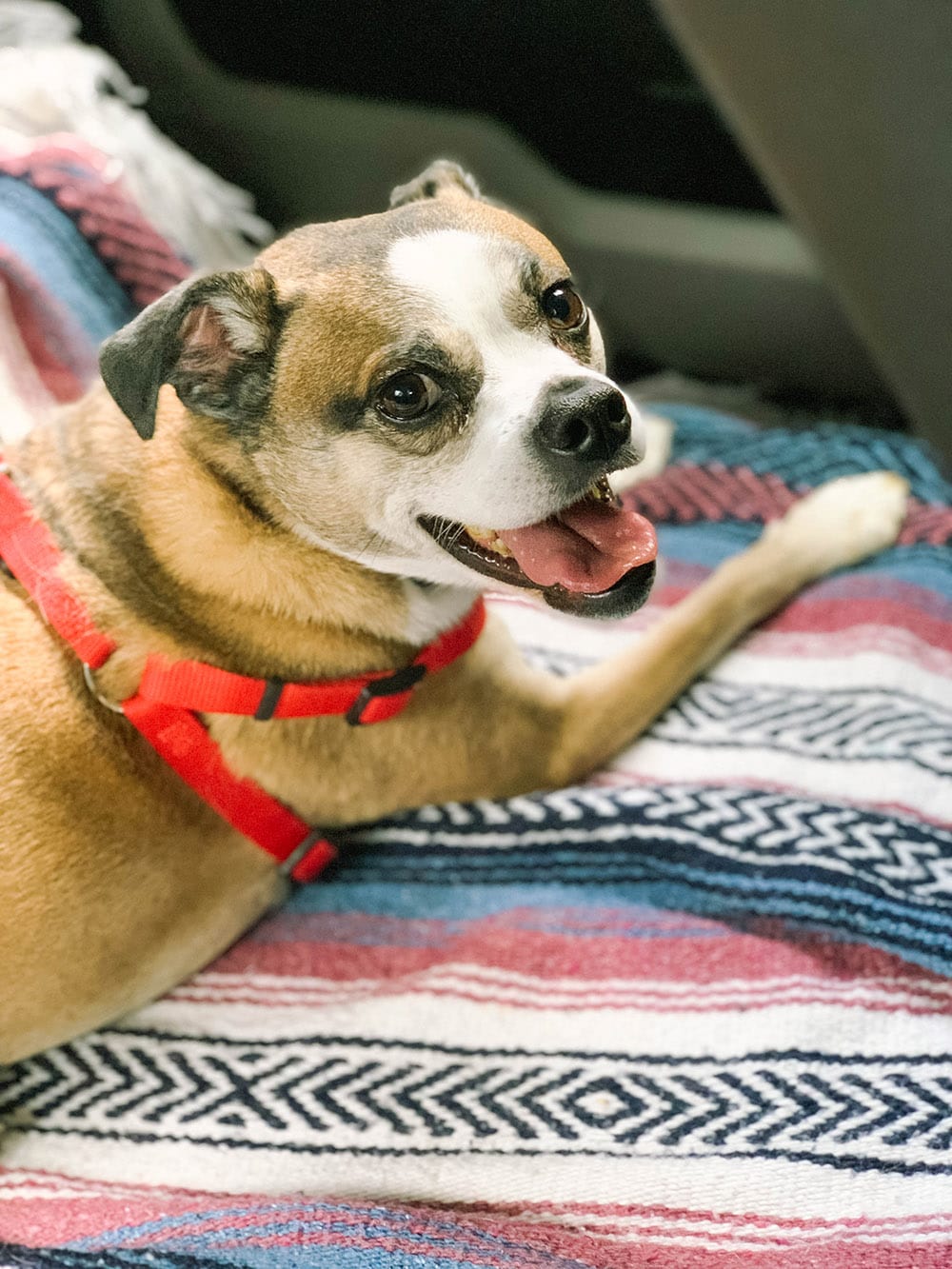 Happy dog in a car on a blanket. 