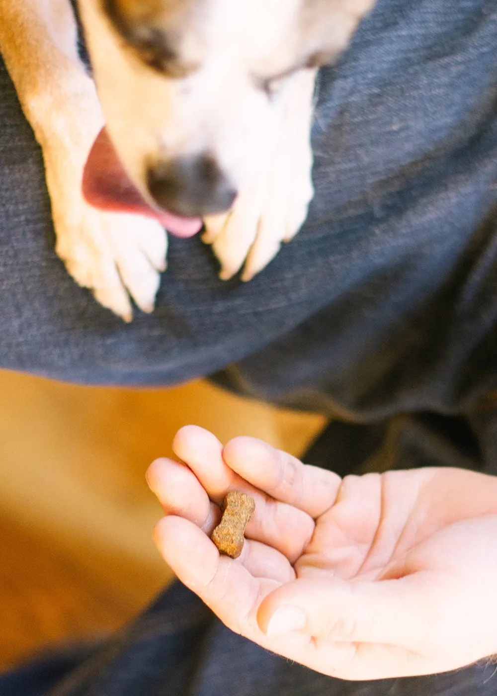 Offering dog a composure chew.