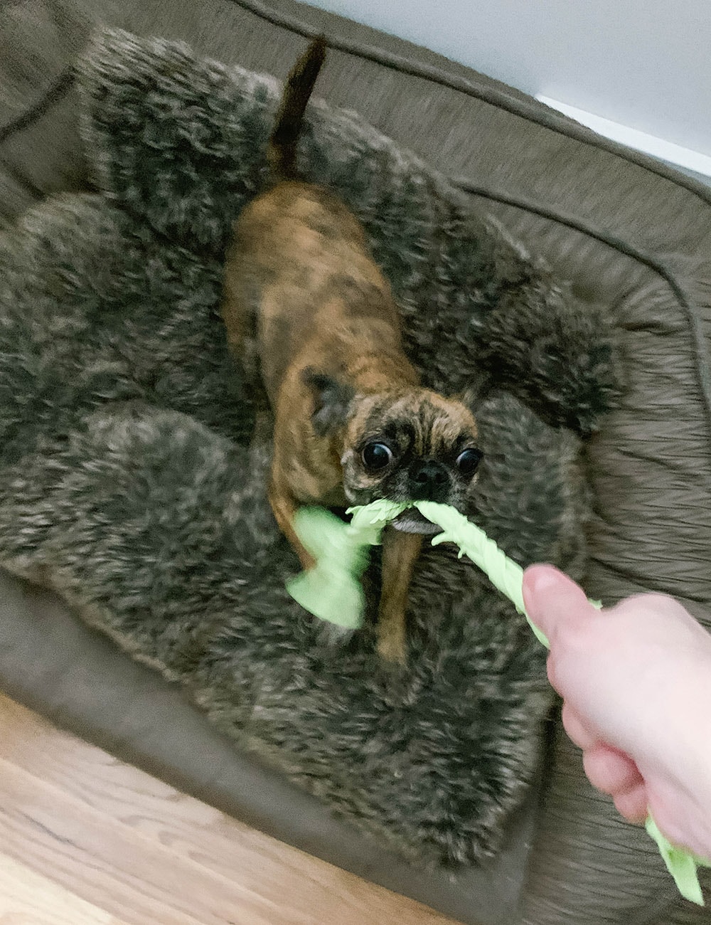 Small dog playing with tug toy.
