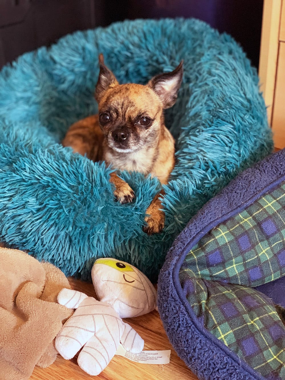 Tiny dog in pet bed.