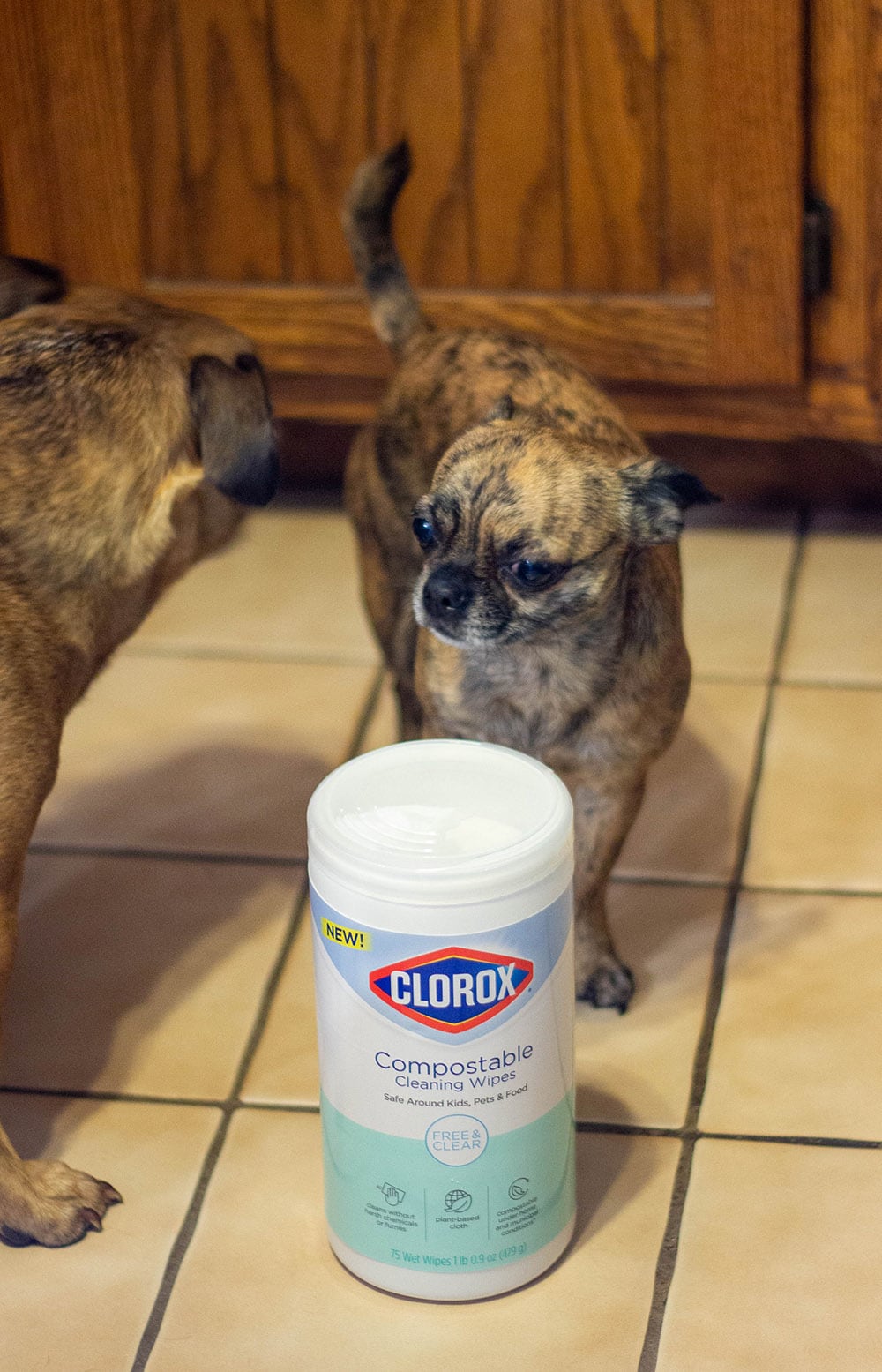 Dogs by the Clorox Free and Clear wipes tub.