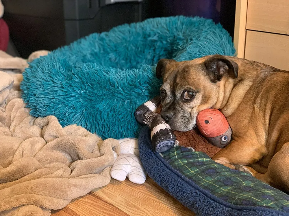 Dog beds and blankets.