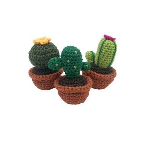 Cactus amugurimi. 