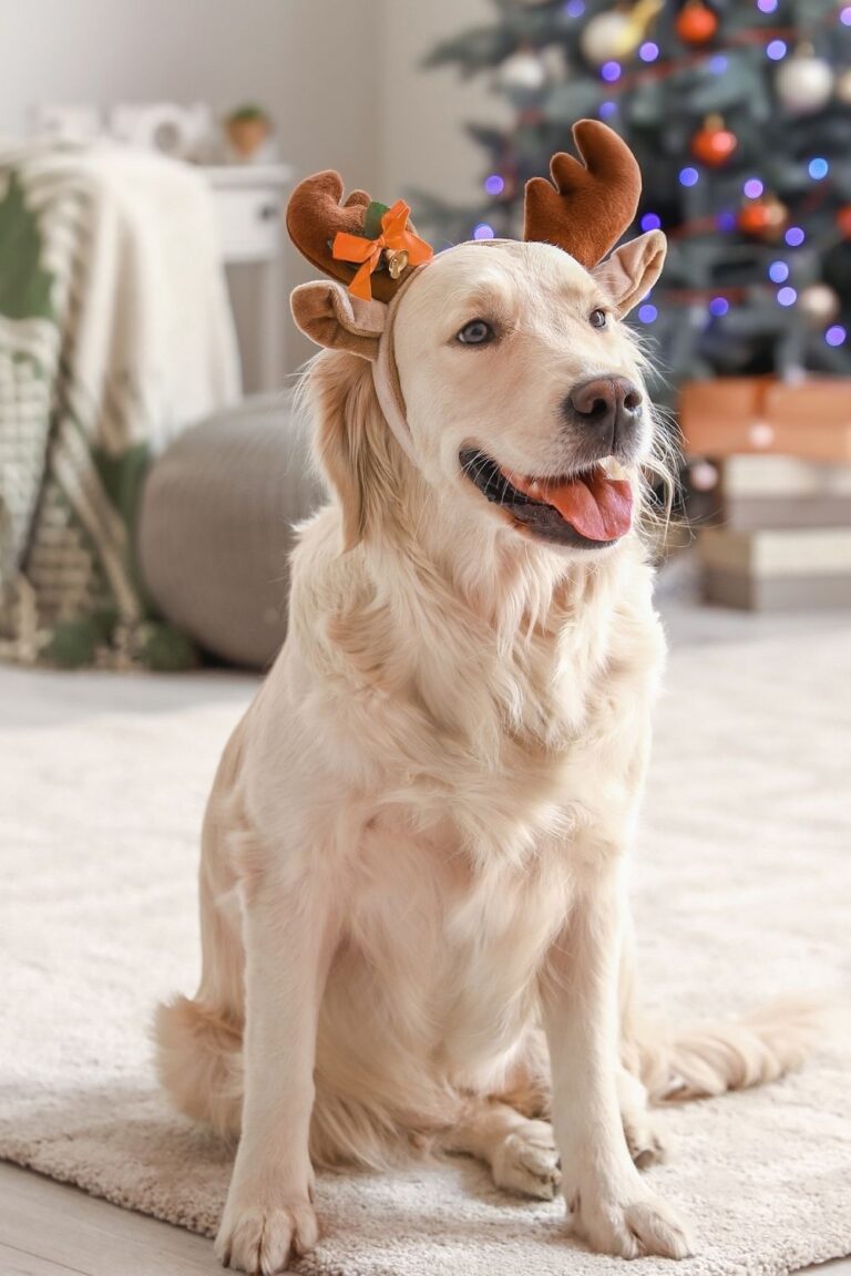 Dog with antlers on a rug in front of Christmas Tree