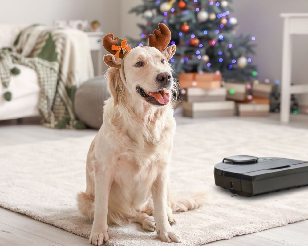 Golden retriever dog with holiday antlers on sitting by a neato robot vacuum and a christmas tree.
