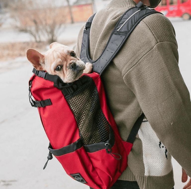 French bulldog in a red travel backpack.