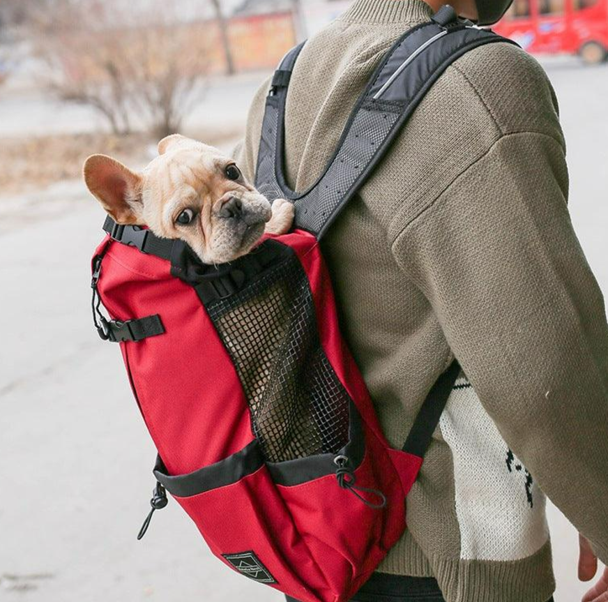 French bulldog in a red travel backpack. 