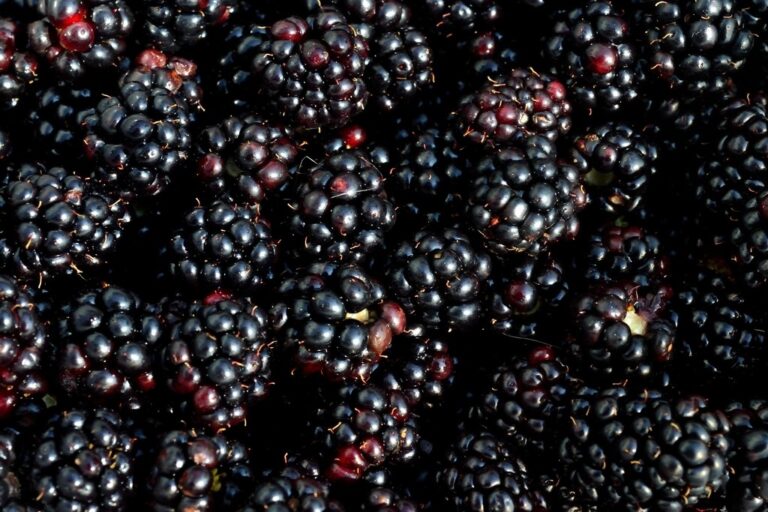 Fruits Ranked by Nutritional Value from Lowest to Highest
