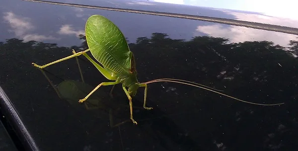 katydid on the windshield