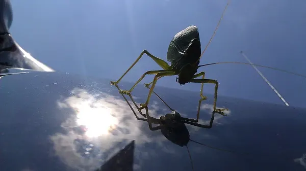 katydid on a car